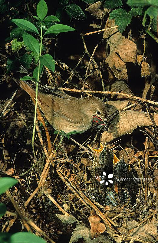 普通夜莺在巢穴中，嘴里叼着朱砂蛾图片素材