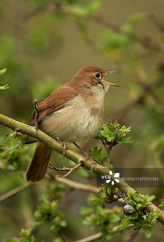 夜莺，多种夜莺，鸣禽，动物，鸟类，普通夜莺（学名：Luscinia megarhynchos）成年雄鸟鸣叫，林肯郡，英格兰，英国，欧洲图片素材
