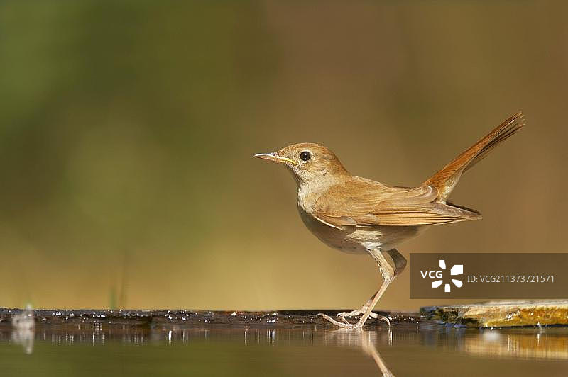 成年夜莺站在匈牙利森林水池边图片素材