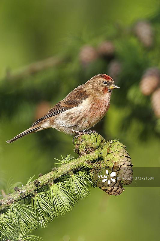 南约克郡绿色落叶松上的成年普通朱顶雀图片素材