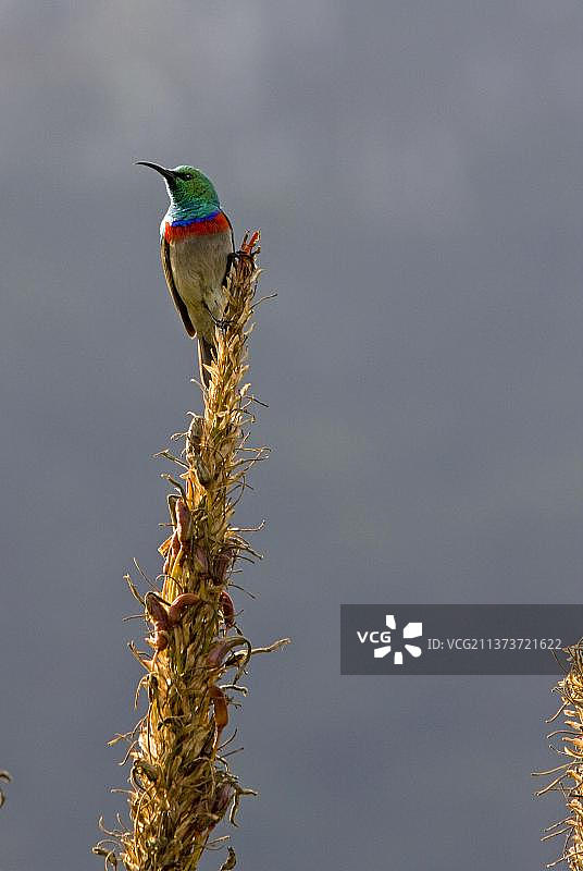 金属色太阳鸟图片素材