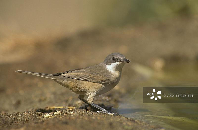 西方奥菲安莺图片素材