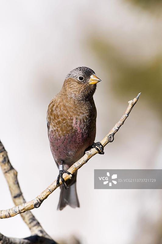 灰顶玫瑰雀成鸟栖息在树枝上图片素材