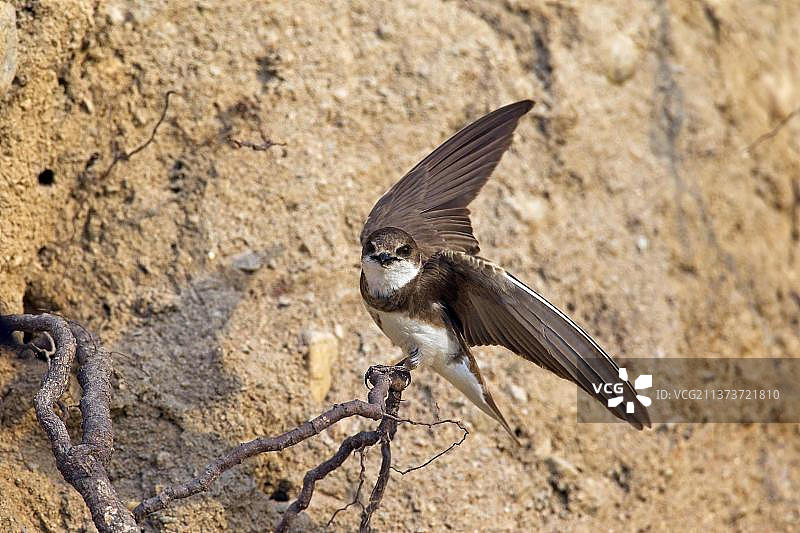沙燕（Riparia riparia），鸣禽，动物，鸟类，燕子，欧洲沙燕，繁殖地河岸巢穴图片素材