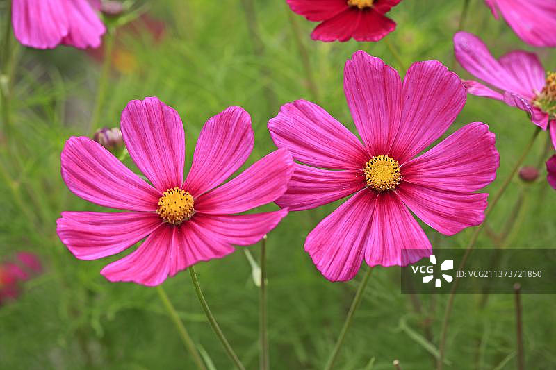 波斯菊图片素材