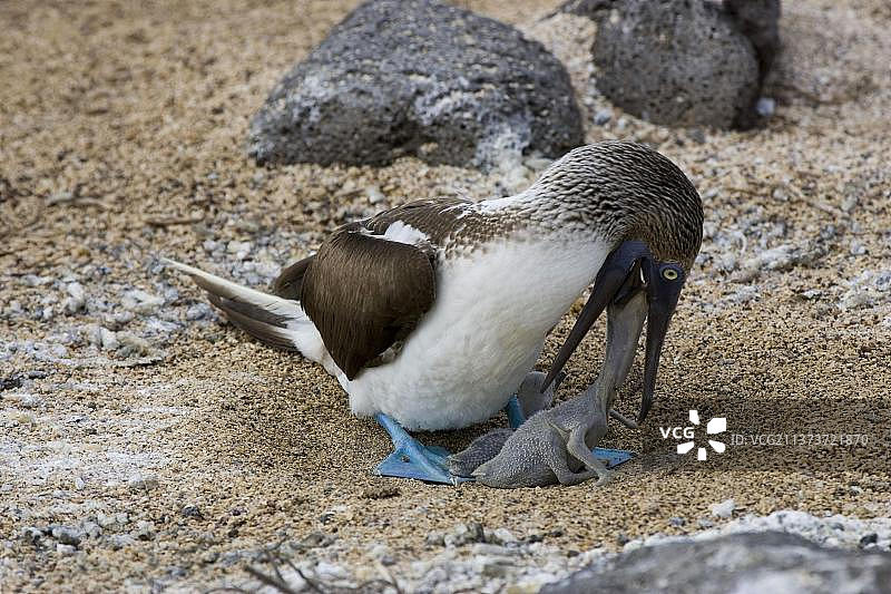 蓝脚鲣鸟（Sula Nebouxii）excisa，喂养幼鸟，加拉帕戈斯群岛图片素材