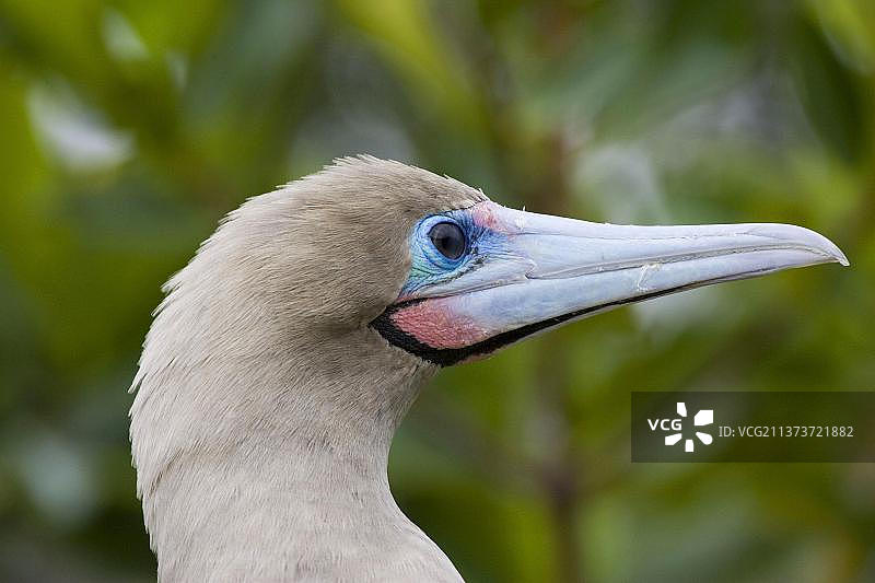 加拉帕戈斯群岛的褐鲣鸟与红脚鲣鸟图片素材