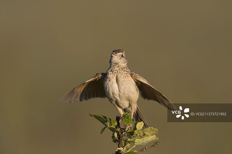 红领云雀，红领云雀，鸣禽，动物，鸟类，云雀，红颈云雀唱歌图片素材