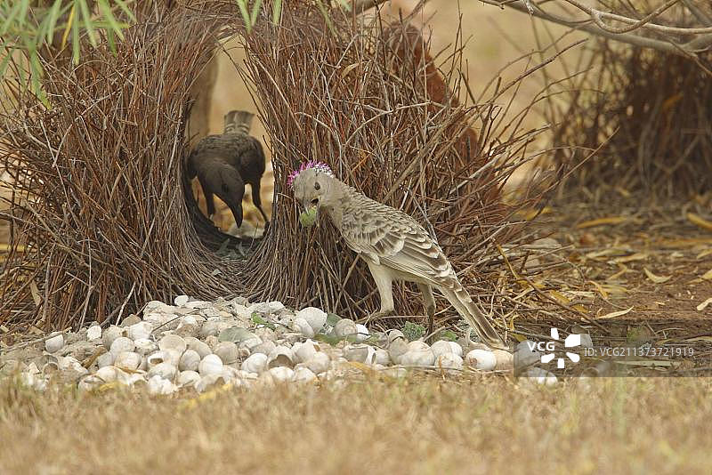 园丁鸟：雄鸟用贝壳和花蕾吸引雌鸟图片素材