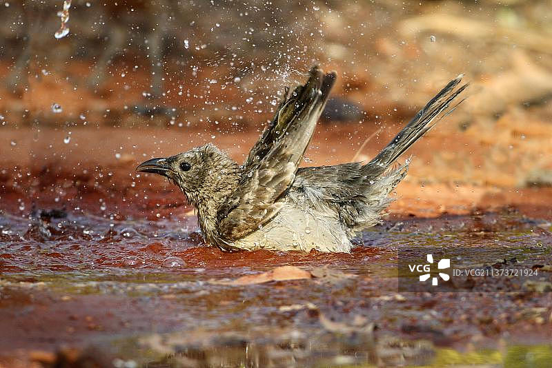 澳大利亚卡卡杜国家公园的园丁鸟图片素材