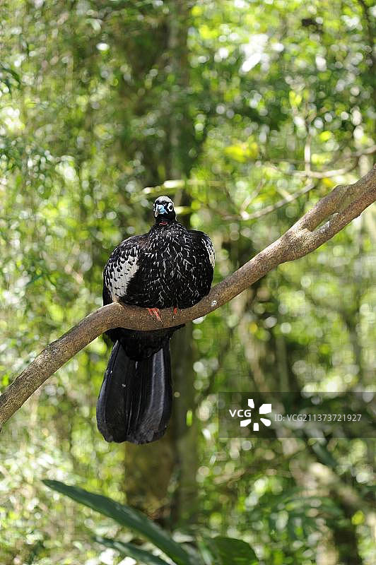 红喉管（Pipile cujubi）成年鸟，栖息在树枝上，阿根廷伊瓜苏国家公园图片素材