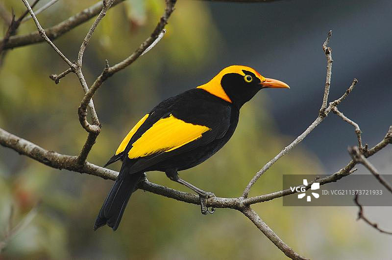 雨林中的黄颈园丁鸟图片素材