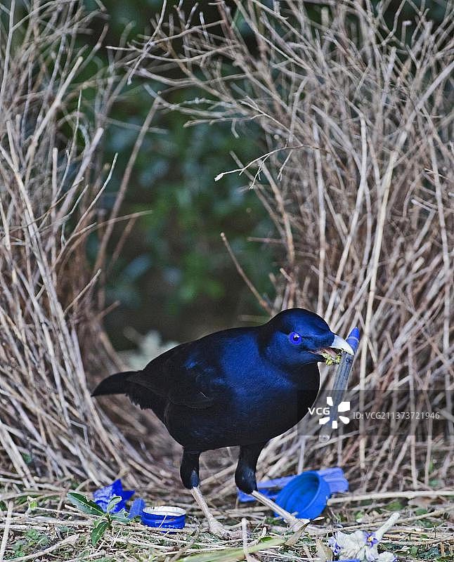 丝绸园丁鸟、缎蓝园丁鸟、鸣禽、动物图片素材