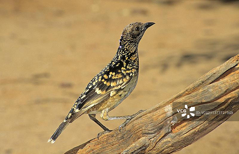 西部园丁鸟（Chlamydera guttata），斑园丁鸟，鸣禽，动物，鸟类，斑园丁鸟西部形态，成年，栖息在澳大利亚图片素材