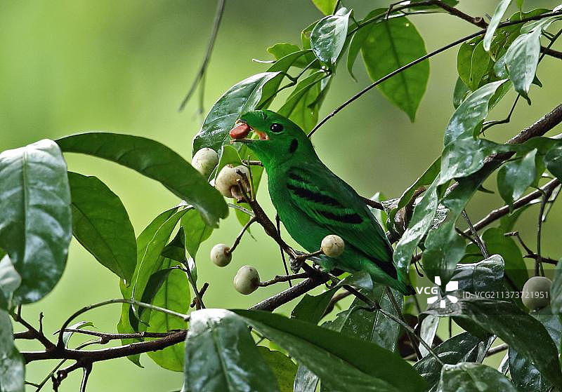 绿阔嘴鸟(Calyptomena viridis caudacuta),成年雄性在树上吃水果,马来西亚塔曼尼加拉国家公园,蒂迪旺沙山脉,亚洲图片素材