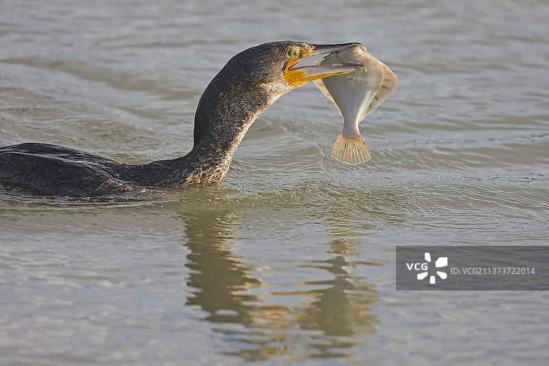 普通鸬鹚幼鸟在水中捕食比目鱼，英国诺福克图片素材