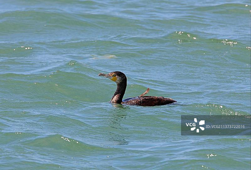 非洲鸬鹚幼鸟在摩洛哥海域游泳图片素材