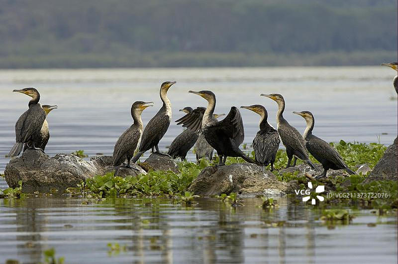非洲肯尼亚奈瓦沙湖岩石上的白胸鸬鹚群图片素材