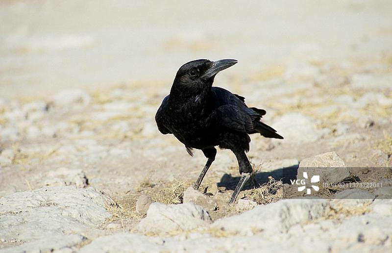 海角鸦，海角乌鸦（Corvus capensis），乌鸦，鸦科，鸣禽，动物，鸟类，黑乌鸦图片素材
