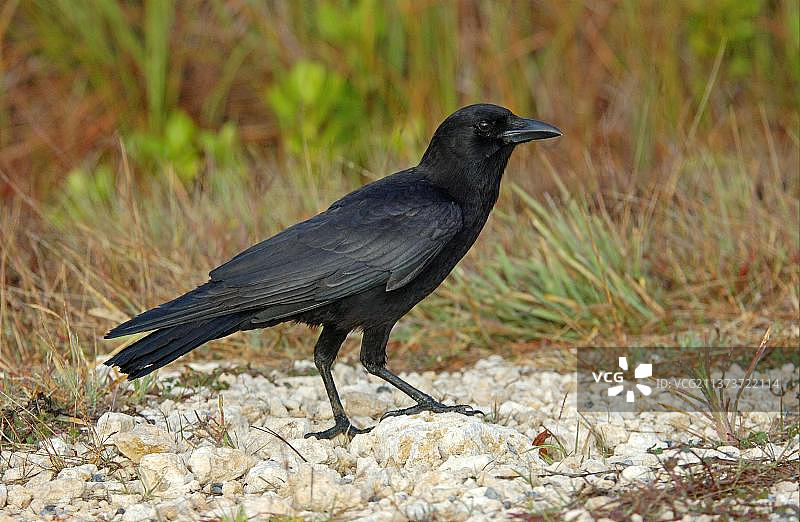 美洲乌鸦与鸣禽图片素材