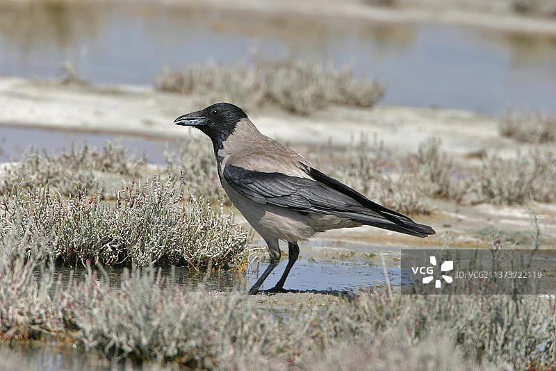 秃鼻乌鸦：海滩上的觅食的鸦科鸟类图片素材
