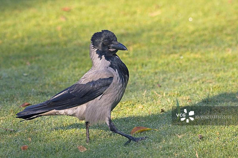 秃鼻乌鸦，在草地上行走的秃鼻乌鸦（Corvus corone cornix），鸦科鸟类，鸣禽，动物，鸟类，成年秃鼻乌鸦，埃及，非洲图片素材