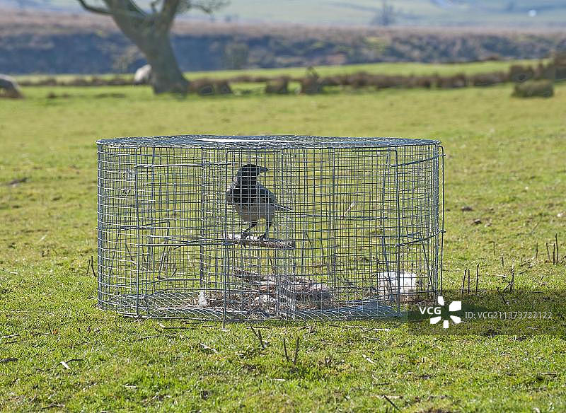 Hooded crow，被困在陷阱的 hooded crow (corvus corone cornix)，兰开夏郡，英格兰，春天图片素材