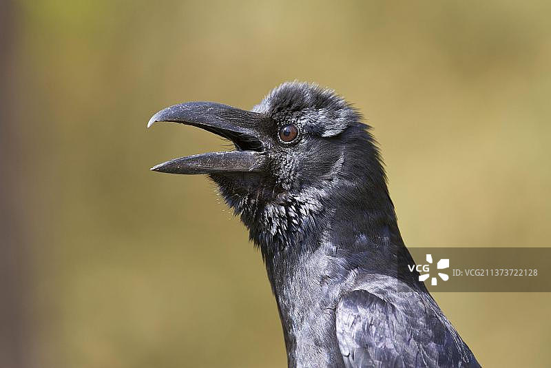 巨嘴鸦(大嘴乌鸦),鸣禽,动物,鸟类,丛林鸦,成年,叫声,头部特写,坎哈国家公园,中央邦,印度,亚洲图片素材