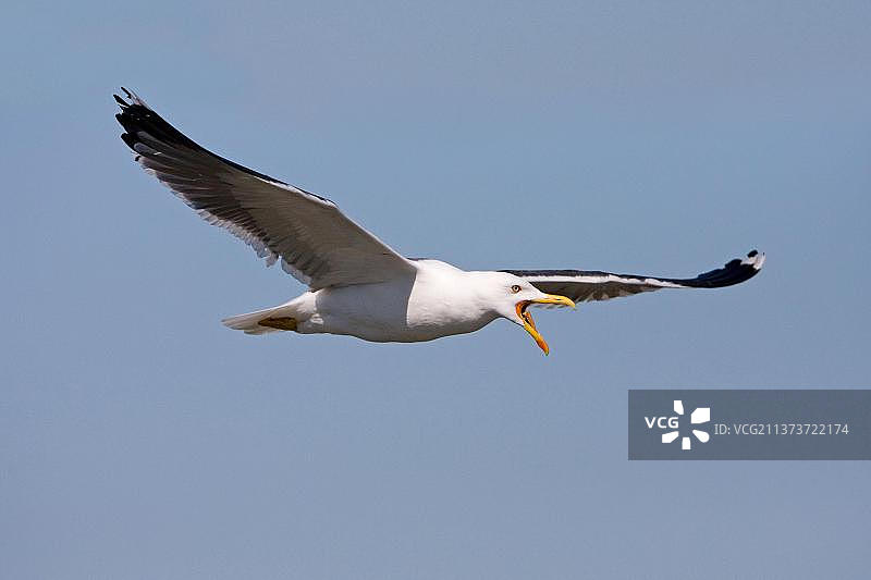 成年小黑背鸥夏季羽毛飞行图片素材