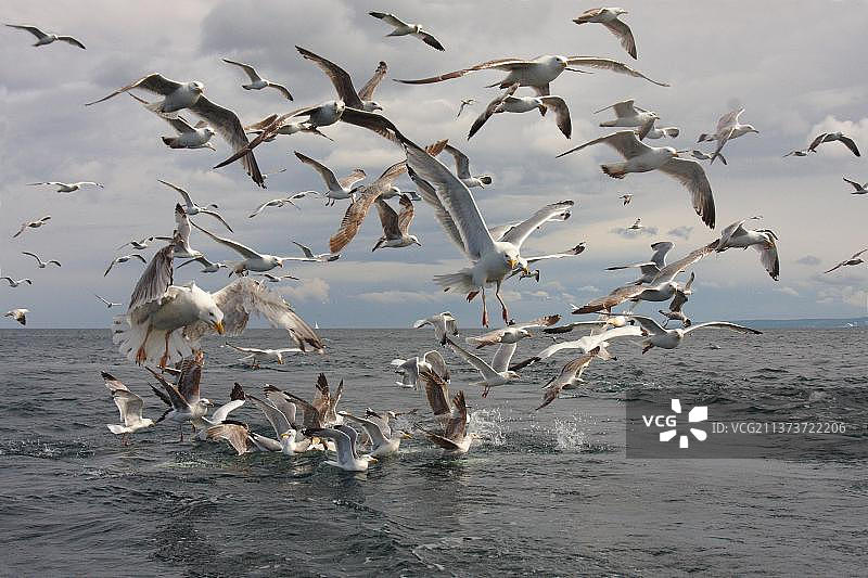 欧洲银鸥在福斯湾捕鱼，英国苏格兰图片素材