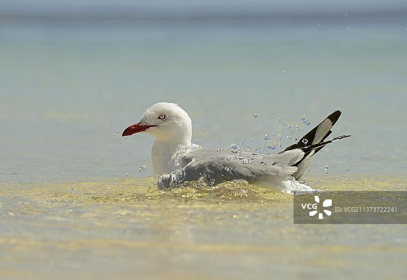 白头黑头鸥图片素材