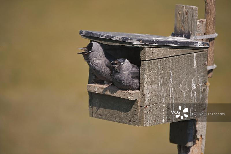 寒鸦成鸟夫妇在鸟巢入口处，匈牙利霍尔托巴吉国家公园图片素材