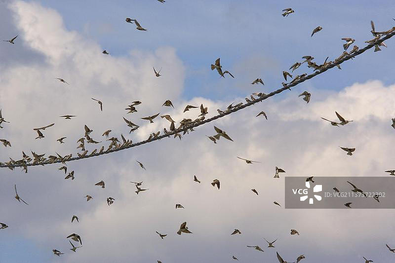 聚集在法国Brenne电线上的沙坝图片素材