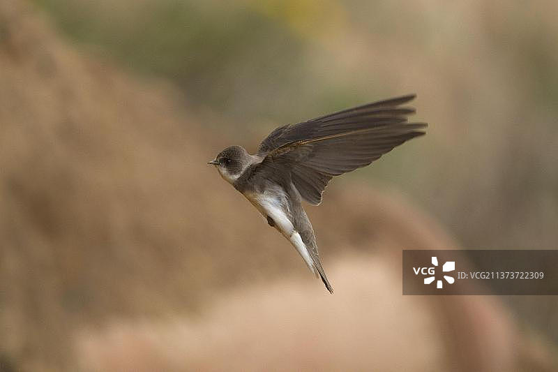 沙崖巢穴的飞行沙燕（家燕），英国约克郡，春季图片素材