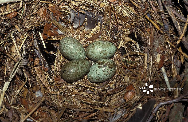 秃鼻乌鸦、寒鸦、鸦科鸟类、鸣禽、动物、鸟类，巢中四枚秃鼻乌鸦蛋图片素材