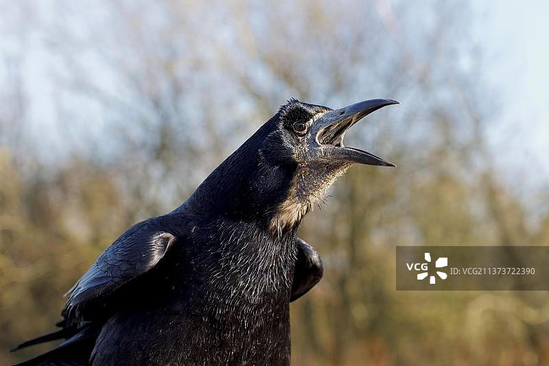 鸣叫中成年秃鼻乌鸦头部特写图片素材
