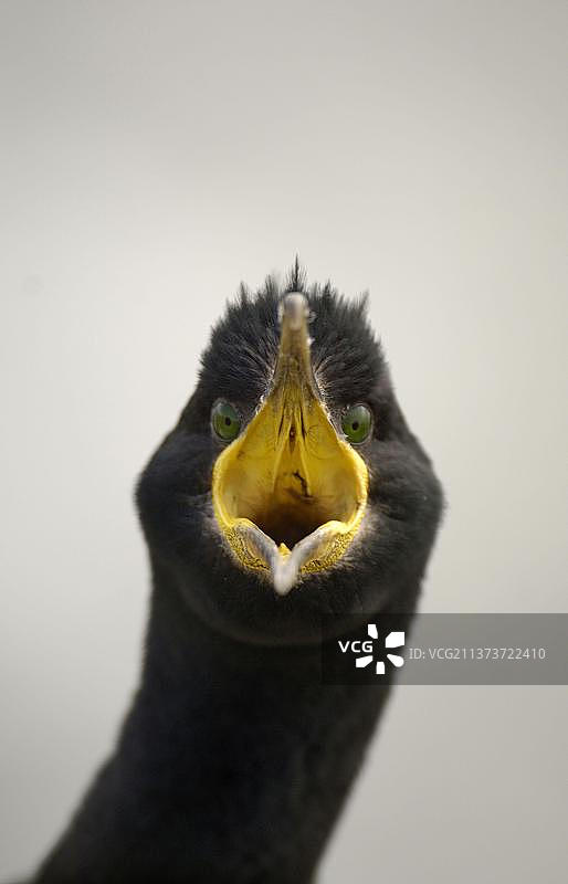 欧洲普通鸬鹚图片素材