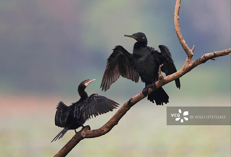 印度鸬鹚（Phalacrocorax fuscicollis），成鸟和未成年鸟，在斯里兰卡邦达拉国家公园的枯枝上晾干翅膀图片素材