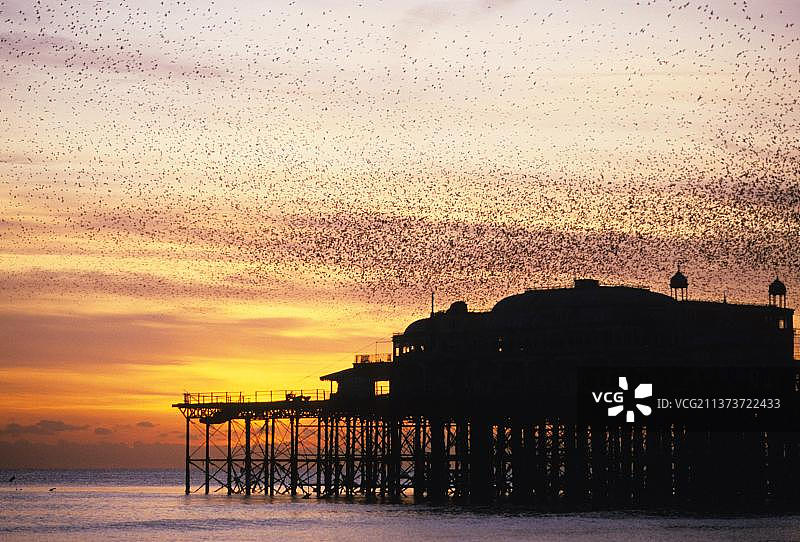 紫翅椋鸟：栖息在英国布莱顿的鸟群图片素材