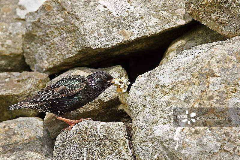 普通欧洲八哥（设得兰亚种），成鸟，嘴里含食物，南尤伊斯特岛，外赫布里底群岛，苏格兰，英国，欧洲图片素材