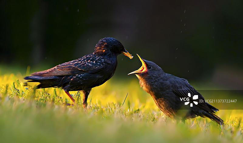 在英国花园草坪上的普通欧洲椋鸟图片素材