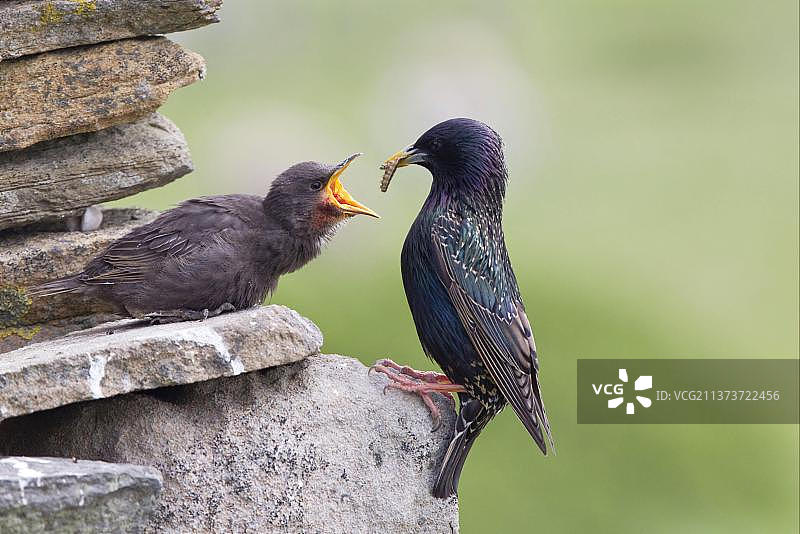普通椋鸟成鸟在石墙外喂食幼鸟，设得兰群岛，苏格兰，英国，欧洲图片素材