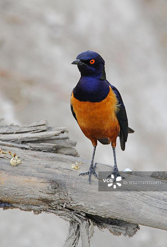 希氏椋鸟成鸟，栖息在树枝上，肯尼亚奈瓦沙湖，非洲图片素材