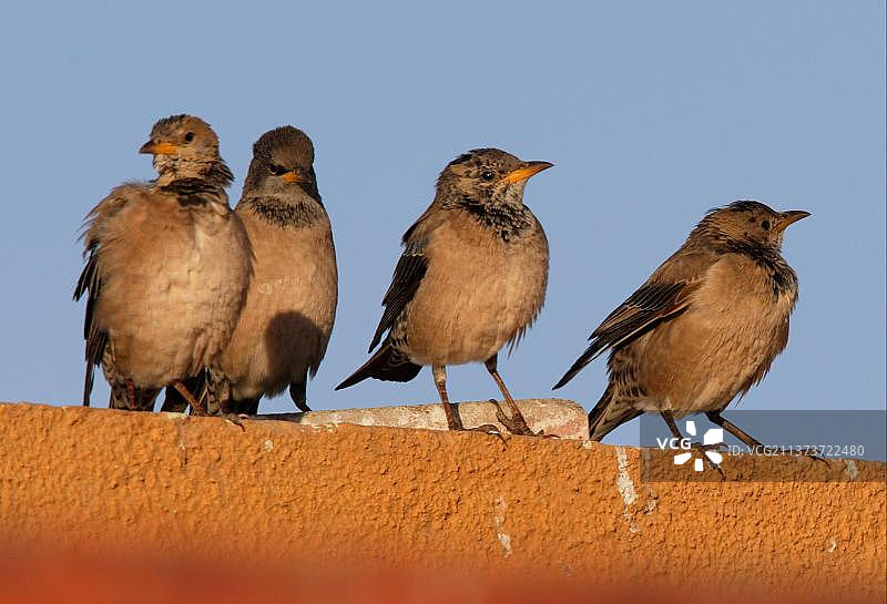四只粉红椋鸟幼鸟栖息在屋顶上，印度古吉拉特邦图片素材