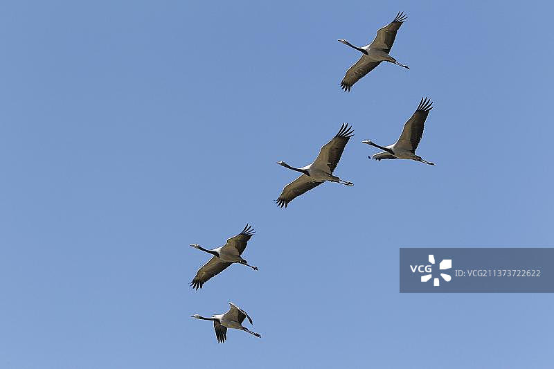 蓑羽鹤飞行中图片素材