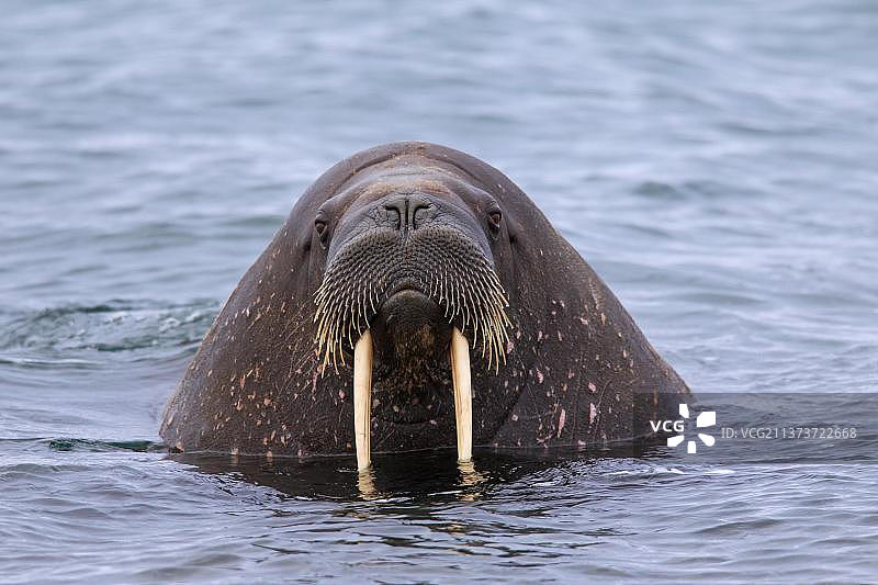 海象特写：北冰洋中长着大獠牙的雄性海象图片素材