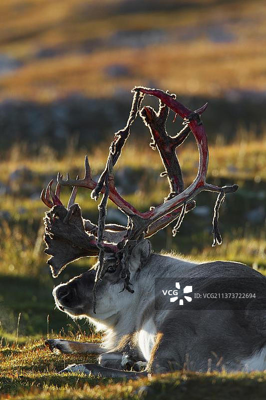 斯瓦尔巴特驯鹿（Rangifer tarandus platyrhynchus），雄性，在苔原上躺着剥鹿角，斯瓦尔巴特群岛，斯匹次卑尔根岛，挪威，欧洲图片素材