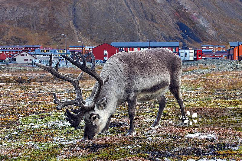斯瓦尔巴德驯鹿在挪威斯匹次卑尔根岛朗伊尔城吃草图片素材
