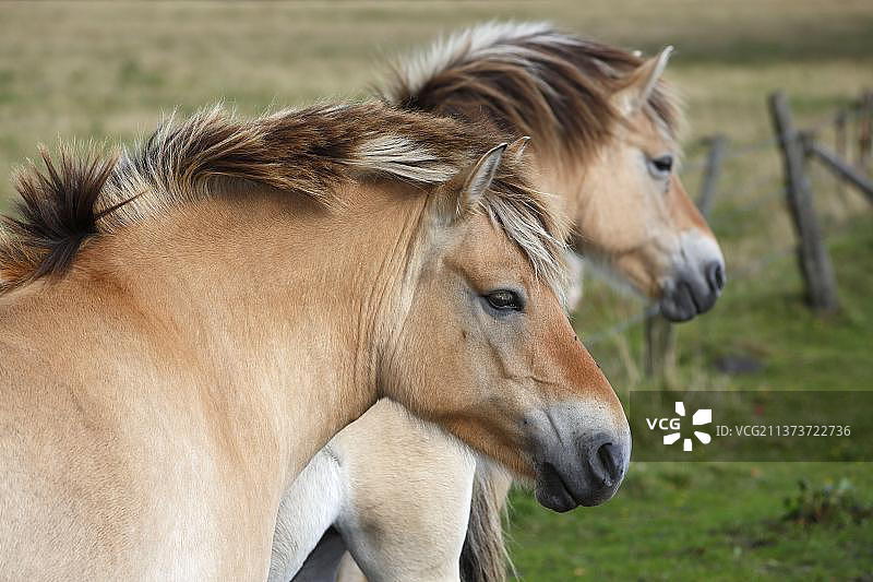挪威峡湾马图片素材