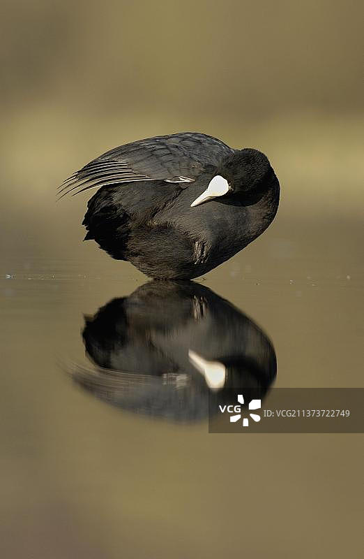 在湖中梳理羽毛的骨顶鸡，英国德比郡图片素材